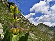 CORNO STELLA (2620 m), monti, laghi, fiori, stambecchi-11lu22 - FOTOGALLERY